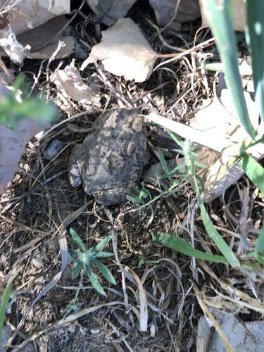 Woodhouse's Toad