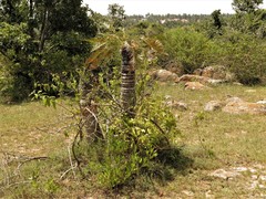 Cycas indica