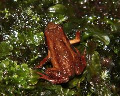 Arthroleptella lightfooti