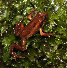 Arthroleptella lightfooti