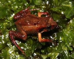 Arthroleptella lightfooti