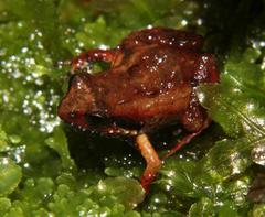 Arthroleptella lightfooti