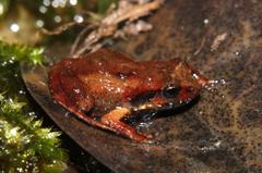 Arthroleptella lightfooti