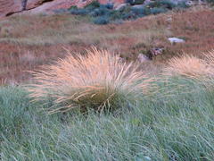 Merxmuellera macowanii