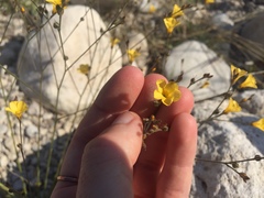 Linaceae