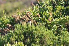 Sphenoeacus afer afer