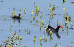 Gallinula galeata