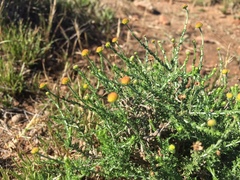 Pentzia globosa