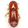 Xyleborus ferrugineus - Photo (c) Mike Quinn, San Marcos, some rights reserved (CC BY-NC), uploaded by Mike Quinn, San Marcos