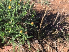 Pentzia globosa