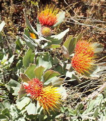 Leucospermum mundii