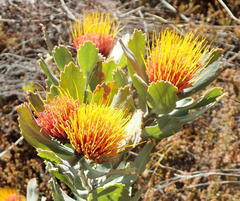 Leucospermum mundii