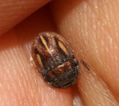 Odontoscelis lineola