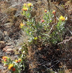 Leucospermum mundii