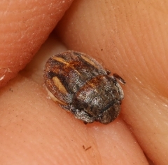 Odontoscelis lineola