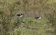 Himantopus mexicanus