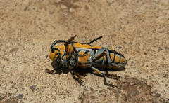 Tragocephala variegata