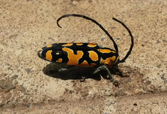 Tragocephala variegata