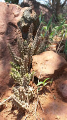 Ceropegia polita