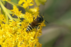 Philanthus solivagus