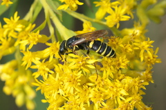 Philanthus solivagus