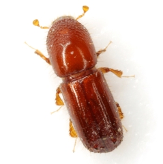 Xyleborus ferrugineus