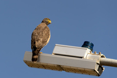 Rupornis magnirostris