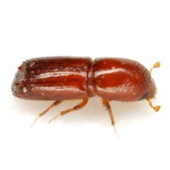 Xyleborus ferrugineus