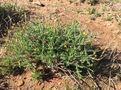 Pentzia globosa