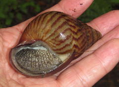 Cochlitoma granulata