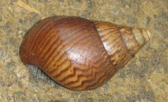 Cochlitoma granulata