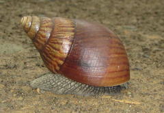 Cochlitoma granulata