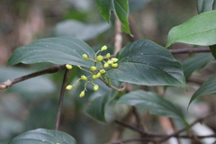 Viburnum sempervirens