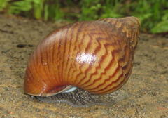 Cochlitoma granulata