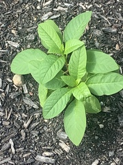 Phytolacca americana