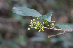 Viburnum sempervirens