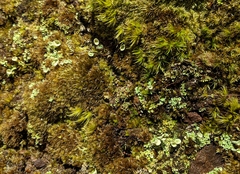 Cladonia asahinae