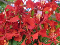Delonix regia