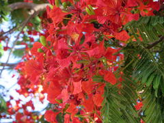 Delonix regia