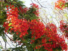 Delonix regia