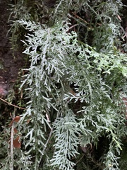 Hymenophyllum caudiculatum