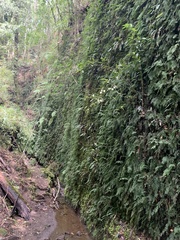 Hymenophyllum caudiculatum