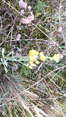 Helichrysum arenarium
