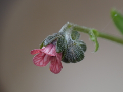Cynoglossum pustulatum
