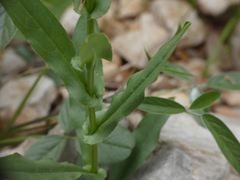 Cynoglossum pustulatum