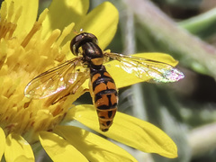 Sphaerophoria pyrrhina