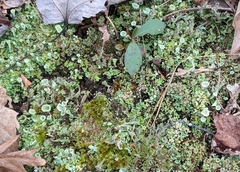Cladonia asahinae