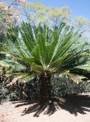 Encephalartos transvenosus