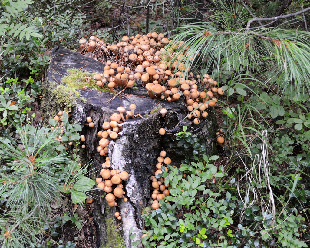 Kuehneromyces mutabilis · August 2012 · photo: © fyodorp (iNaturalist, cc-by)