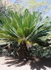 Encephalartos transvenosus